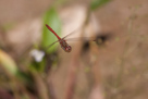 Sympetrum striolatum